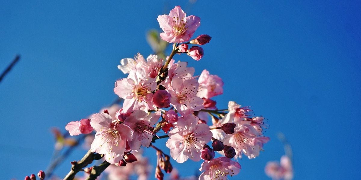LOOK Cherry blossoms bloom in Atok, Benguet • PhilSTAR Life